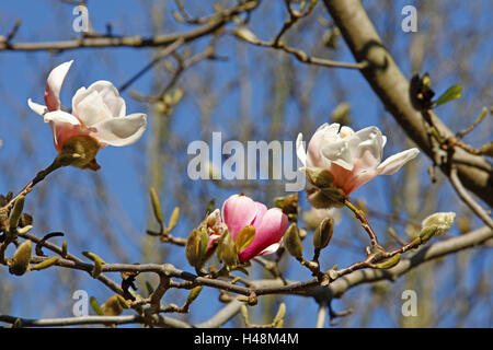 Albero di Magnolia, fiorisce, dettaglio, albero, magnolie, Blossom, rosa, medium close-up, Palm Garden, stagione primavera. Molla, magnolia, fiori di magnolia, fioritura di un albero, gemme, Foto Stock