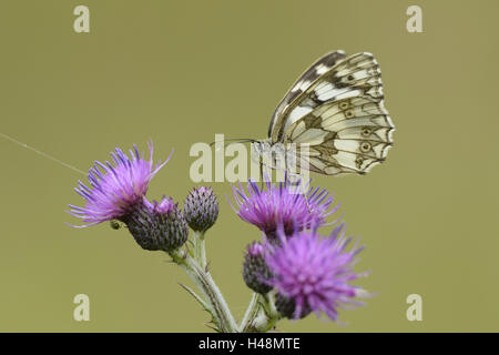 Western in marmo bianco, butterfly Melanargia galathea, creeping thistle, Cirsium arvense, seduti, in vista laterale Foto Stock
