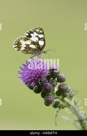 Scacchi farfalle springboard, Melanargia galathea, Acker-Kratzdistel, Cirsium arvense, sedersi a lato, Foto Stock