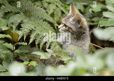 Wildcat, accuratamente, sedersi, Foto Stock