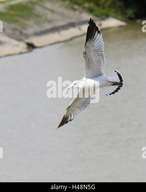 L'anello fatturati seagull volare con un fiume come sfondo Foto Stock