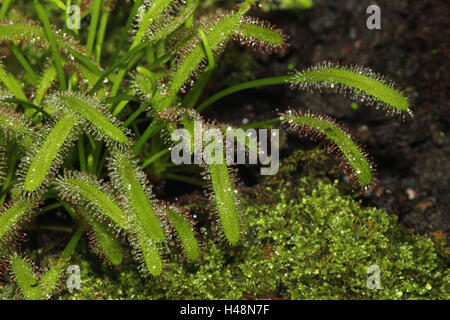 Drosera capensis, Foto Stock