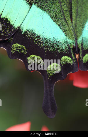 Verde a coda di rondine, ala, dettaglio, extreme close-up, Foto Stock