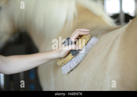 Ragazza adolescente, cavallo, Icelander, stabile, curry, dettaglio Foto Stock