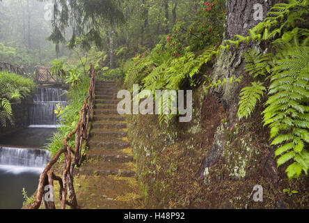 Brook, scale, sentiero con Caldeirao Verde, Queimados, Madeira, Portogallo, Foto Stock