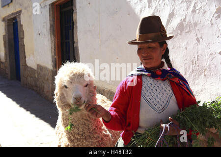 Cusco, Perù, donna alimentare llama, Foto Stock