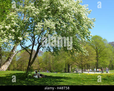 In Germania, in Baviera, Monaco di Baviera, giardino inglese, visitatore take it easy sotto la fioritura false acacia, Foto Stock