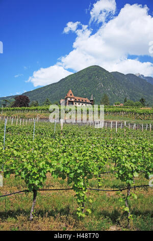 L'Italia, Alto Adige, Merano, vigneti, Foto Stock