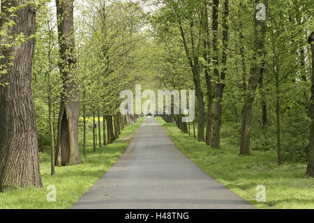 In Germania, in Renania settentrionale-Vestfalia, Dusseldorf, street, avenue, castagni, Foto Stock