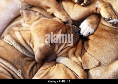 Cuccioli di cane, Ridgeback rhodesiano, dormendo, animali cani, baby animali, cuccioli, razza cani pedigree, hounds, giacente, riposo, marrone chiaro, Foto Stock