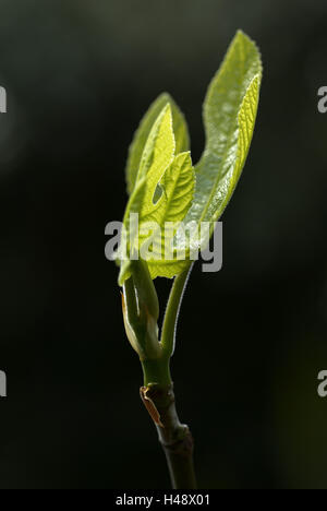 Vile, Ficus carica, Bud, la lamella, ramo, verde Foto Stock