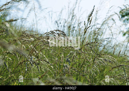 Germania, Altes Land (regione), prato, fili di erba, sky, close-up, Foto Stock