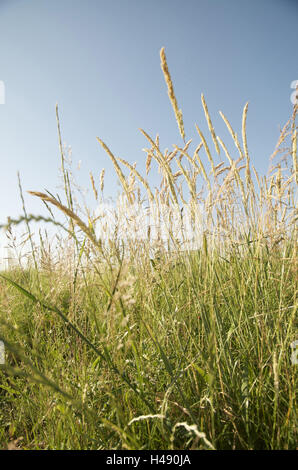 Germania, Altes Land (regione), prato, fili di erba, sky, close-up, Foto Stock