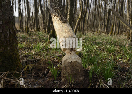 Beaver cibo, pioppo nero, Populus nigra, Deusmau Moor, Palatinato Superiore, Foto Stock