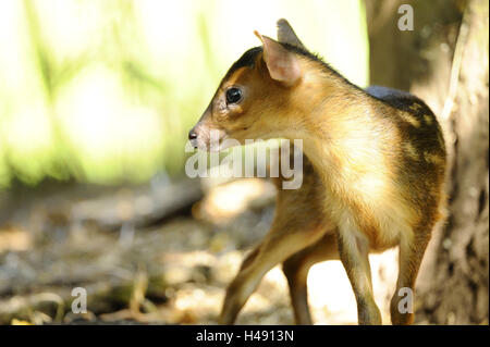 Reeves è muntjac, Muntiacus reevesi, fulvo, Foto Stock