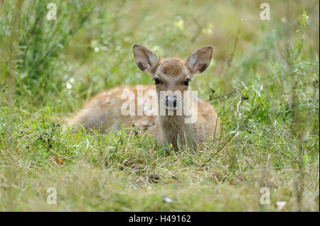 Cervi Sika, Cervus nippon, fulvo, prato, sdraiato, guardando la telecamera, Foto Stock