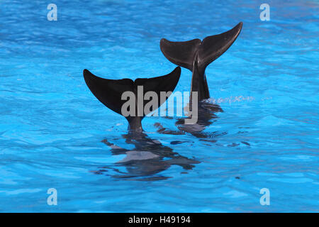 Il tursiope o delfino maggiore, alette di coda, Foto Stock