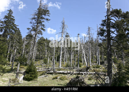 Germania, Sassonia-Anhalt, Harz, parco nazionale, grumo, legno di montagna, ferito Foto Stock