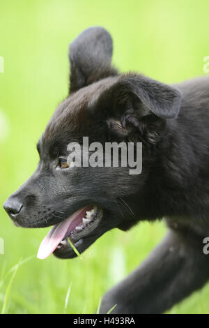 Cane ibrido, cucciolo, ritratto, vista laterale Foto Stock