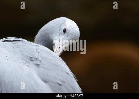 Il Blue Crane, Anthropoides paradiseus, in piedi, Foto Stock