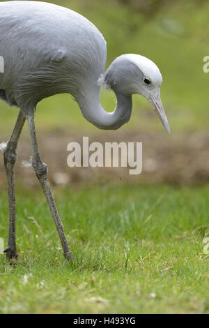 Il Blue Crane, Anthropoides paradiseus, metà ritratto in piedi, Foto Stock