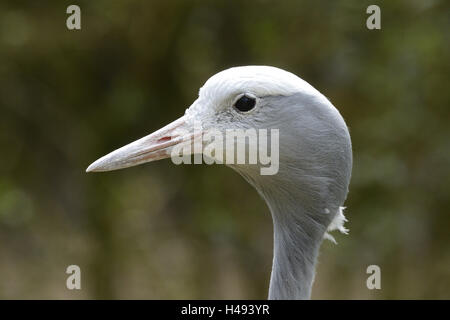 Il Blue Crane, Anthropoides paradiseus, ritratto, Foto Stock