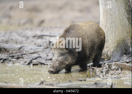 Il cinghiale Sus scrofa, wild seminare, shore, acqua potabile, Foto Stock