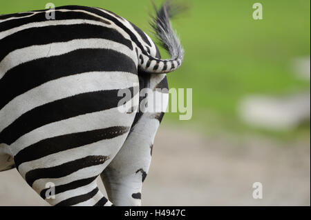 Grant's zebra, Equus quagga boehmi, inferiore, DETTAGLIO Foto Stock