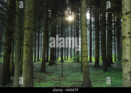 La foresta di abete rosso, abeti rossi Picea abies, Alto Palatinato, Baviera, Germania, Foto Stock