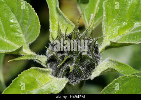 Girasole, Bud, vicino, Foto Stock