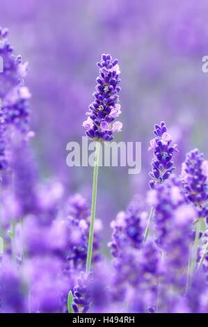 Campo di lavanda, fiorisce, medium close-up, Foto Stock