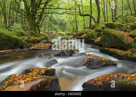 Il fiume Fowey a Golitha cade in Bodmin Moor, Cornwall, Inghilterra. In autunno (settembre) 2013. Foto Stock