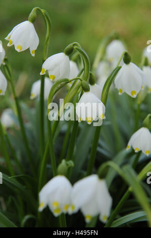 Fiocchi di neve di primavera, Leucojum vernum, Foto Stock