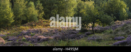 In Germania, in Renania settentrionale-Vestfalia, Wahner moor, moor blossom, ginestra erica Calluna vulgaris, Foto Stock