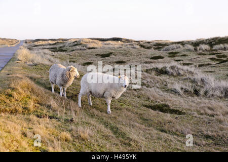 Pecore nel dimenticatoio, elenco, isola di Sylt, Schleswig-Holstein, Germania Foto Stock