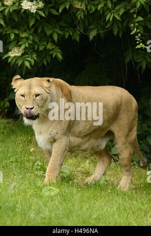 Lion Panthera leo, femmina, prato, vista frontale, acceso, zoo Foto Stock