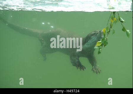 Lontra europea, Lutra lutra, subacquea, vista laterale, diving, Foto Stock