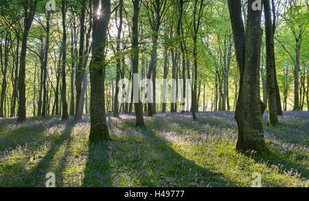 Tappeti delle Bluebells fioritura nel bosco di latifoglie, Parco Nazionale di Exmoor, Devon, Inghilterra. Molla (maggio) 2013. Foto Stock