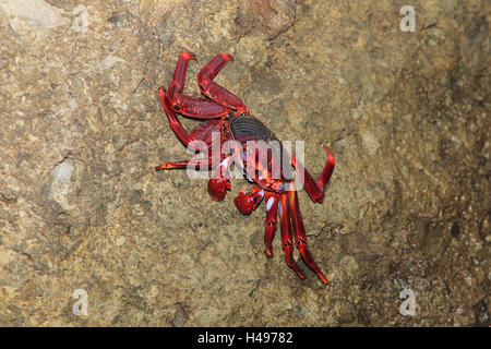 Red Cliff granchio, medie di close-up, cliff granchio, granchio, formato orizzontale, animale selvatico, cancro, granchio peloso, rock, rock, animale, tipo di granchio, rosso Foto Stock