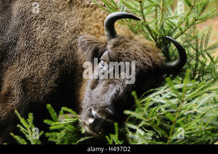 Il bisonte europeo, Bison bonasus, ritratto, guardando la telecamera, Foto Stock