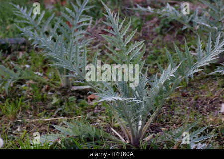 Il cardo vegetale. Carciofo cardo, cardone, cardoni, carduni, cardi Foto Stock