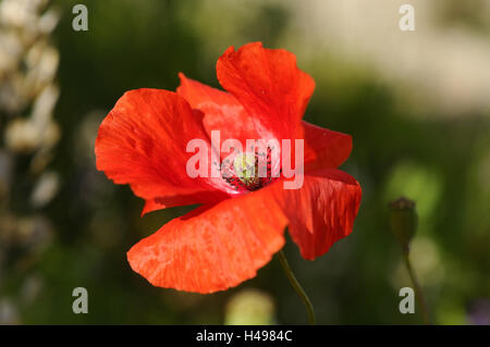 Clap semi di papavero, Papaver rhoeas, blossom, medium close-up, Foto Stock