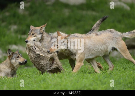 Lupi orientale, Canis lupus lycaon, prato, in esecuzione, vista laterale Foto Stock