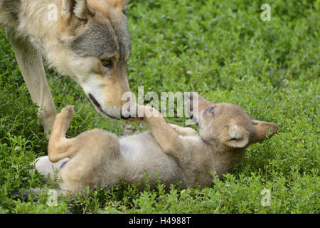 Lupi orientale, Canis lupus lycaon, cuccioli, prato, sdraiato, vista laterale Foto Stock