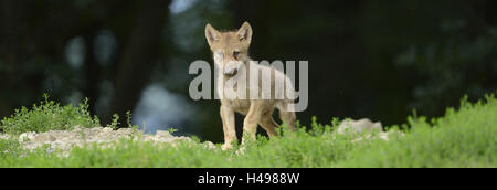 Lupo orientale, Canis lupus lycaon, cucciolo, in piedi, frontale, guardando la telecamera, Foto Stock