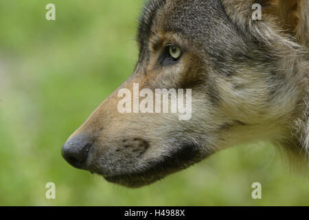 Lupo orientale, Canis lupus lycaon, dettaglio, ritratto, vista laterale Foto Stock