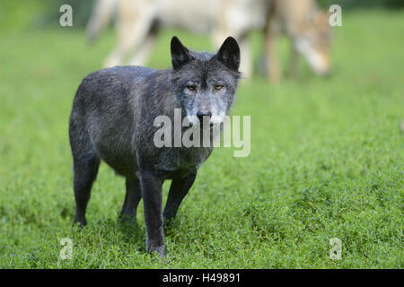 Lupo orientale, Canis lupus lycaon, prato, in piedi, guardando la telecamera, Foto Stock