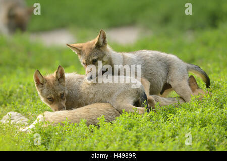 Lupi orientale, Canis lupus lycaon, cuccioli, prato, in piedi, vista laterale, guardando la telecamera, Foto Stock