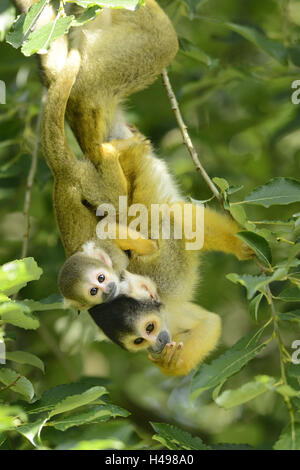 Comune di scimmie scoiattolo, Saimiri sciureus, madre animale, giovane animale, piggyback, Foto Stock