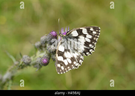 Scacchi farfalle springboard, Melanargia galathea, Acker-Kratzdistel, Cirsium arvense, sedersi, Foto Stock